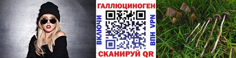 что такое наркотик  Бабаево  Галлюциногенные грибы Cubensis 